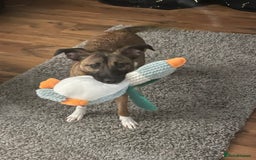 Mixed Breed dogs for sale: Pepper  - Advert 2