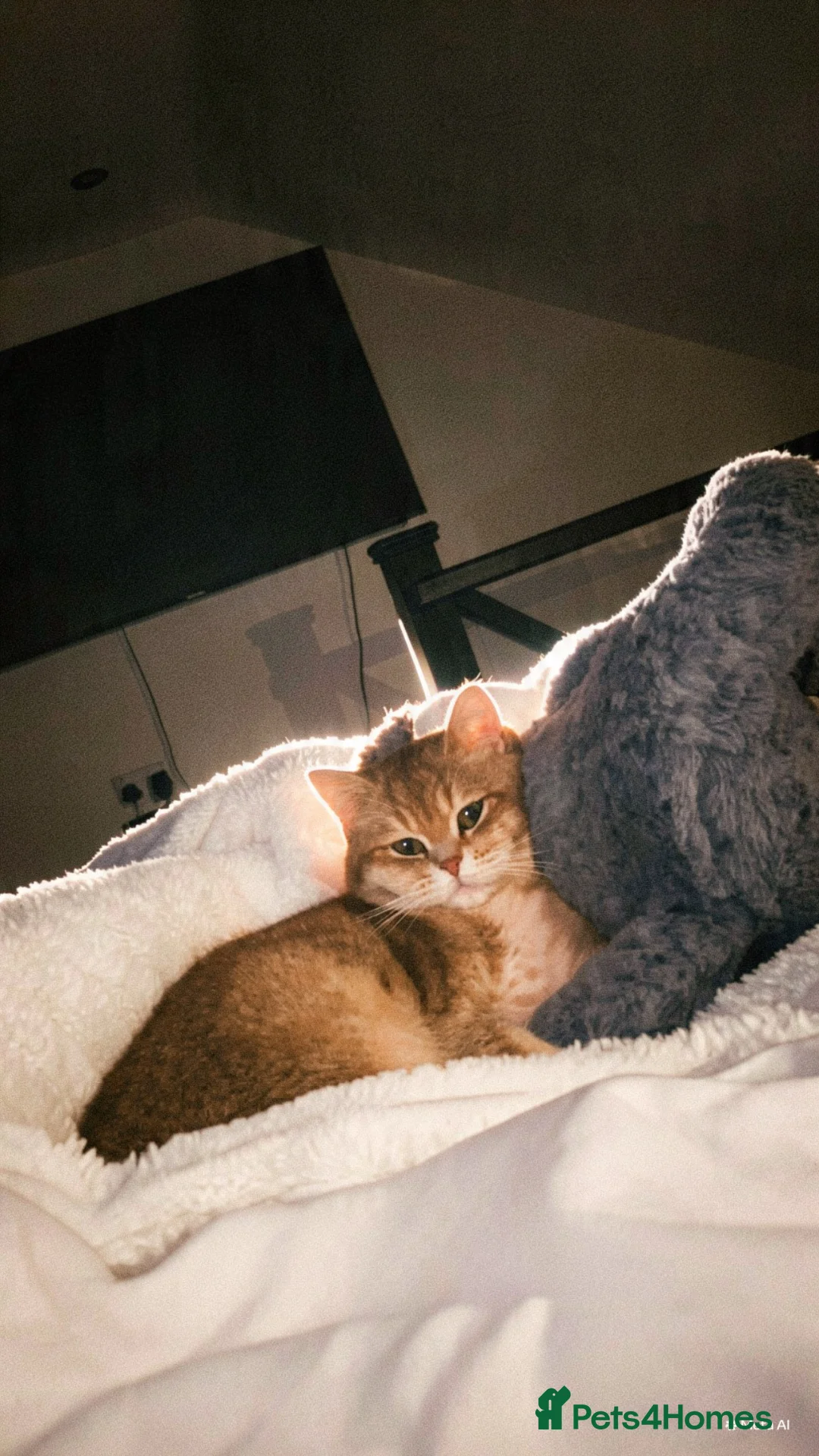 British Shorthair cats for sale: British short hair female! - Advert 2