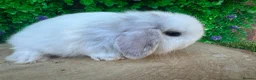 Mini Lop rabbits for sale: Stunning purebred mini lop bucks ready to reserve - Advert 26