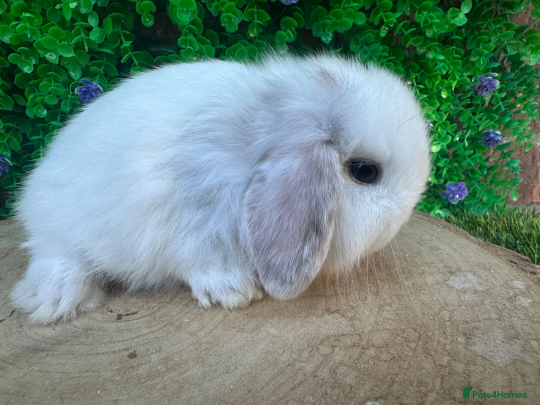 Mini Lop rabbits for sale: Stunning purebred mini lop bucks ready to reserve - Advert 26
