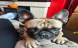 French Bulldog dogs for sale: Bear (French Bulldog) - Advert 2