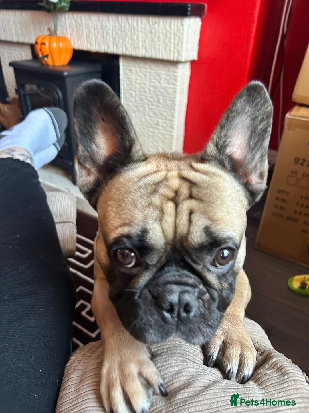 French Bulldog dogs for sale: Bear (French Bulldog) - Advert 2