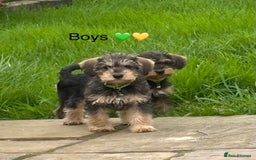Mixed Breed dogs for sale: F1 MINI SCHNOODLE PUPPIES READY NOW - Image 18