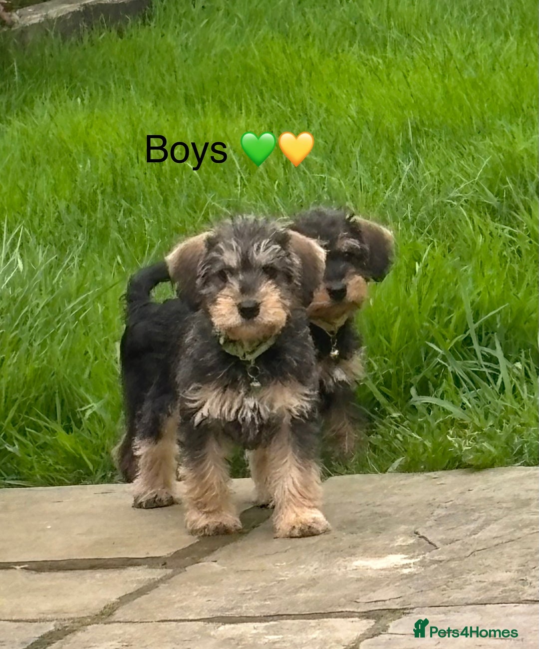 Mixed Breed dogs for sale: F1 MINI SCHNOODLE PUPPIES READY NOW - Image 18