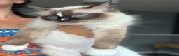 Ragdoll cats for sale: Beautiful pedigree ragdoll kittens  - Advert 4