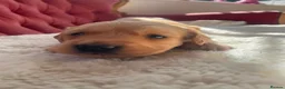 Golden Retriever dogs for sale: Beautiful Golden Retriever Puppies - Advert 15