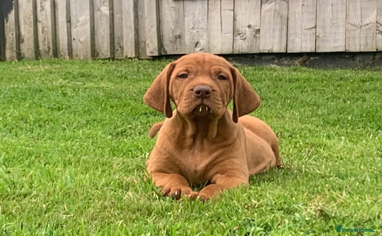 Hungarian Vizsla dogs for sale - Advert 1