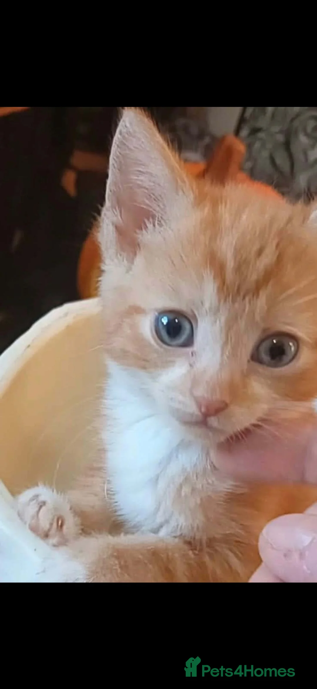 Mixed Breed cats for sale: Ginger boy kitten  - Advert 2