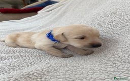 Labrador Retriever dogs for sale: Stunning Labrador Puppies - Image 30