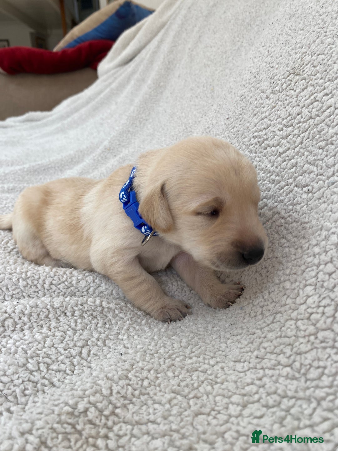 Labrador Retriever dogs for sale: Stunning Labrador Puppies - Image 30