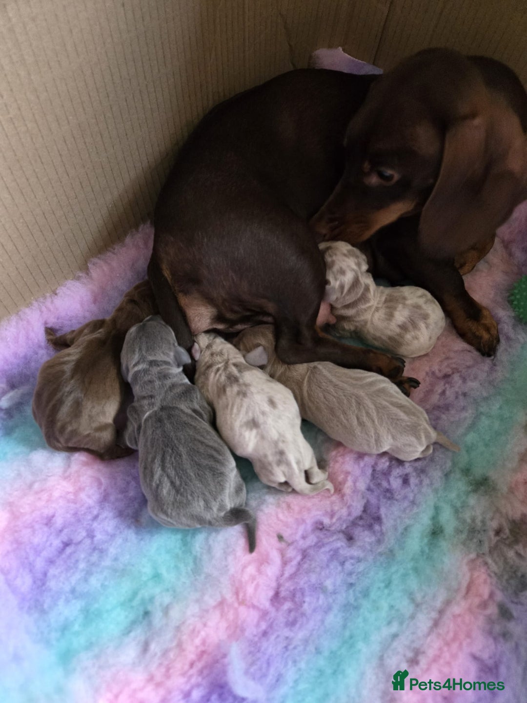 Dachshund dogs for stud: Kc Miniature smooth dacshund stud in Brierley Hill - Advert 13