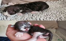 Devon Rex cats for sale: *Kittens born yesterday* FiFi registered  - Image 6