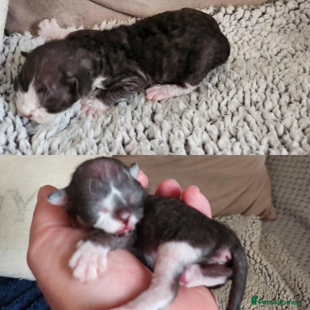 Devon Rex cats for sale: *Kittens born yesterday* FiFi registered  - Image 6