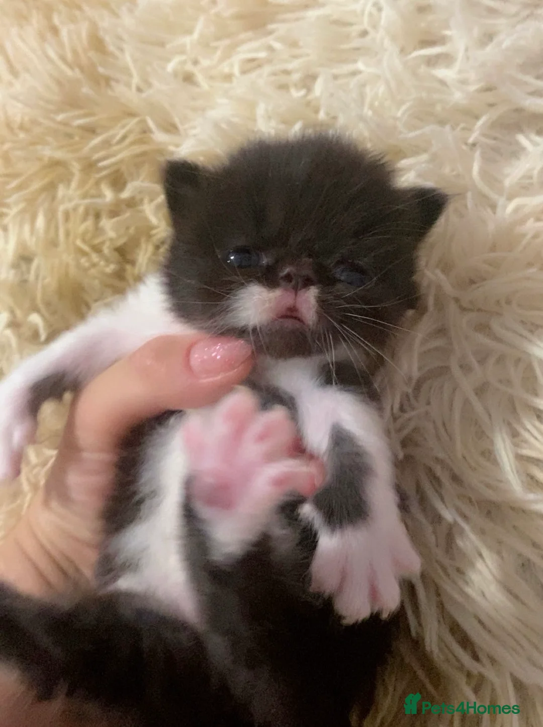 Persian cats for sale: Our beautiful litter of 3 Persian x  kittens - Advert 1