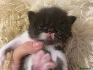 Persian cats Our beautiful litter of 3 Persian x kittens - Advert 2