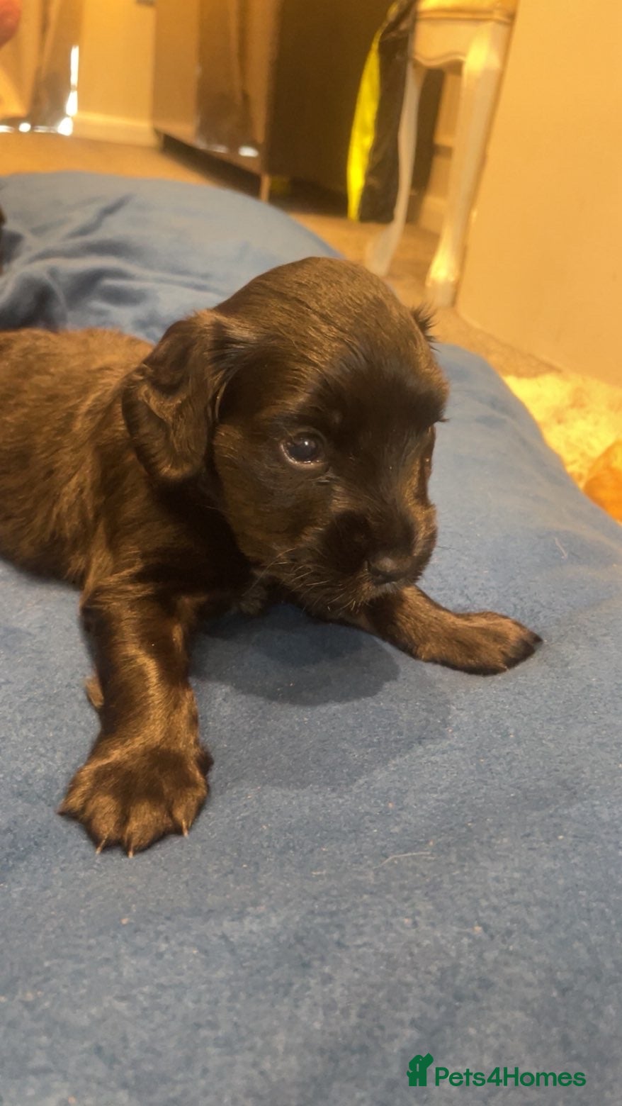 Cocker Spaniel dogs Beautiful Cocker Spaniel Puppies  - Advert 18