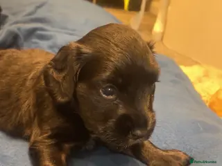Cocker Spaniel dogs Beautiful Cocker Spaniel Puppies - Advert 15