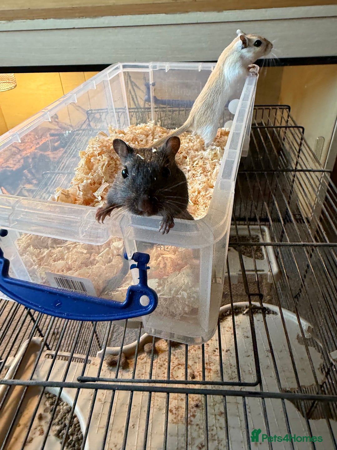Gerbil rodents for sale: 2 male gerbils for rehome  - Advert 3
