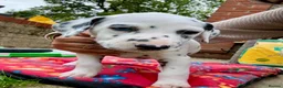 Dalmatian dogs for sale: Unexpectedly re-available Dalmatian girl-ready now - Advert 24