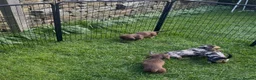 Dachshund dogs for sale: 4 KC Standard Long Haired Dachshund Puppies - Advert 12