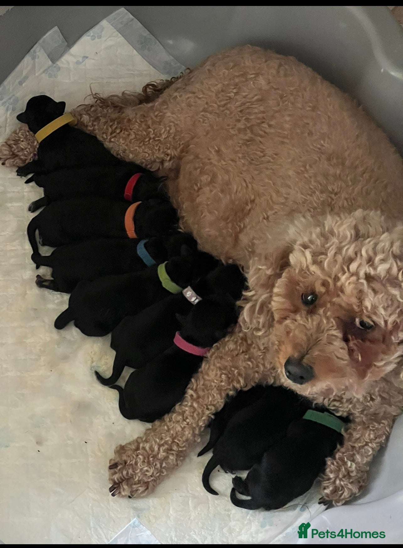 Miniature Schnauzer dogs 🐶🐾Cavaschnauzers🐾🐶Pups🐾🐶 - Advert 1