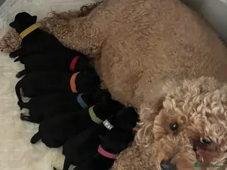 Miniature Schnauzer dogs 🐶🐾Cavaschnauzers🐾🐶Pups🐾🐶 - Advert 15