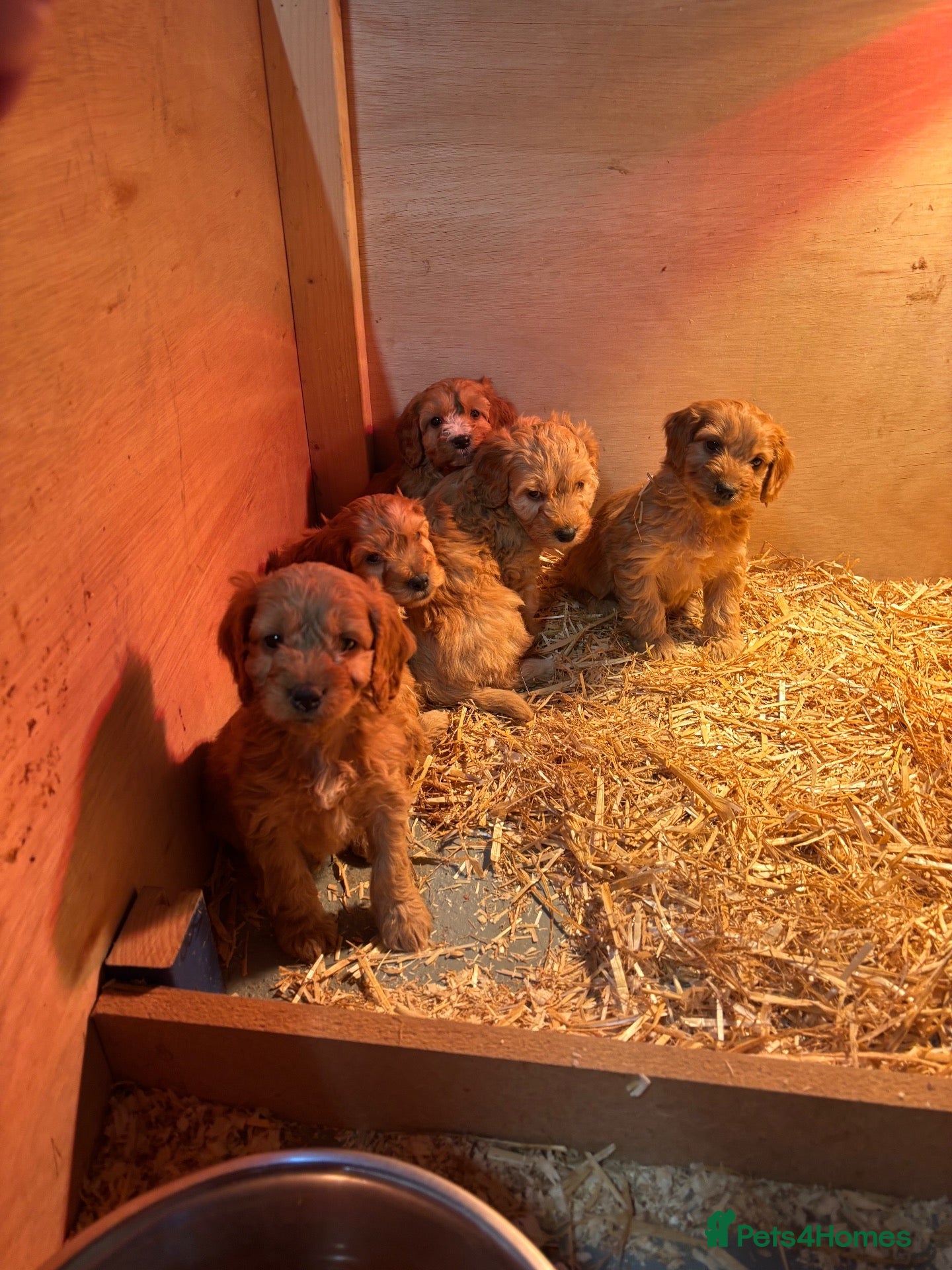 Maltipoo dogs  Hybrid F1 Tiny maltipoo puppies - Advert 1