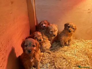 Maltipoo dogs Hybrid F1 Tiny maltipoo puppies - Advert 1