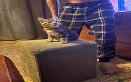 Mixed Breed cats for sale: Ragdoll/tabby 11 week old.  - Image 7