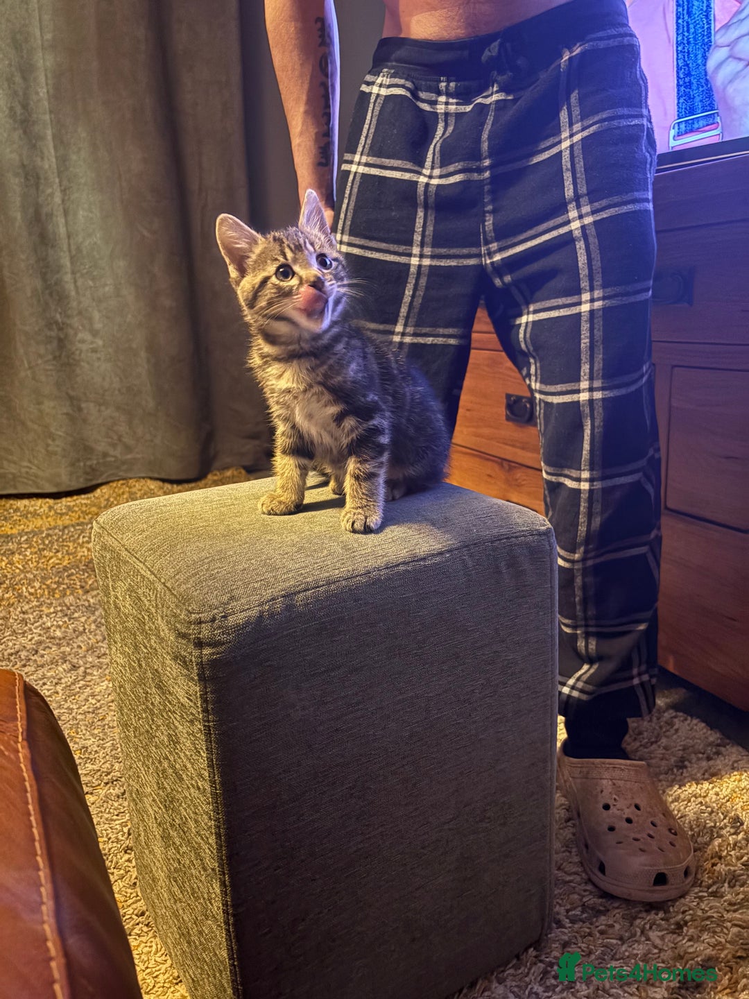 Mixed Breed cats for sale: Ragdoll/tabby 11 week old.  - Image 7