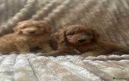 Cockapoo dogs for sale: F1b toy cockapoo  - Image 10