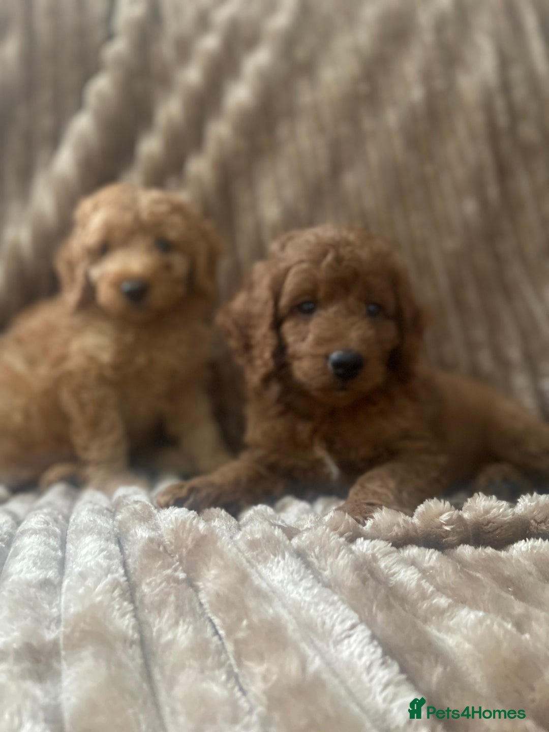 Cockapoo dogs for sale: F1b toy cockapoo  - Image 10