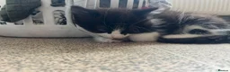British Shorthair cats for sale: 3 British Shorthairs for sale - Advert 9
