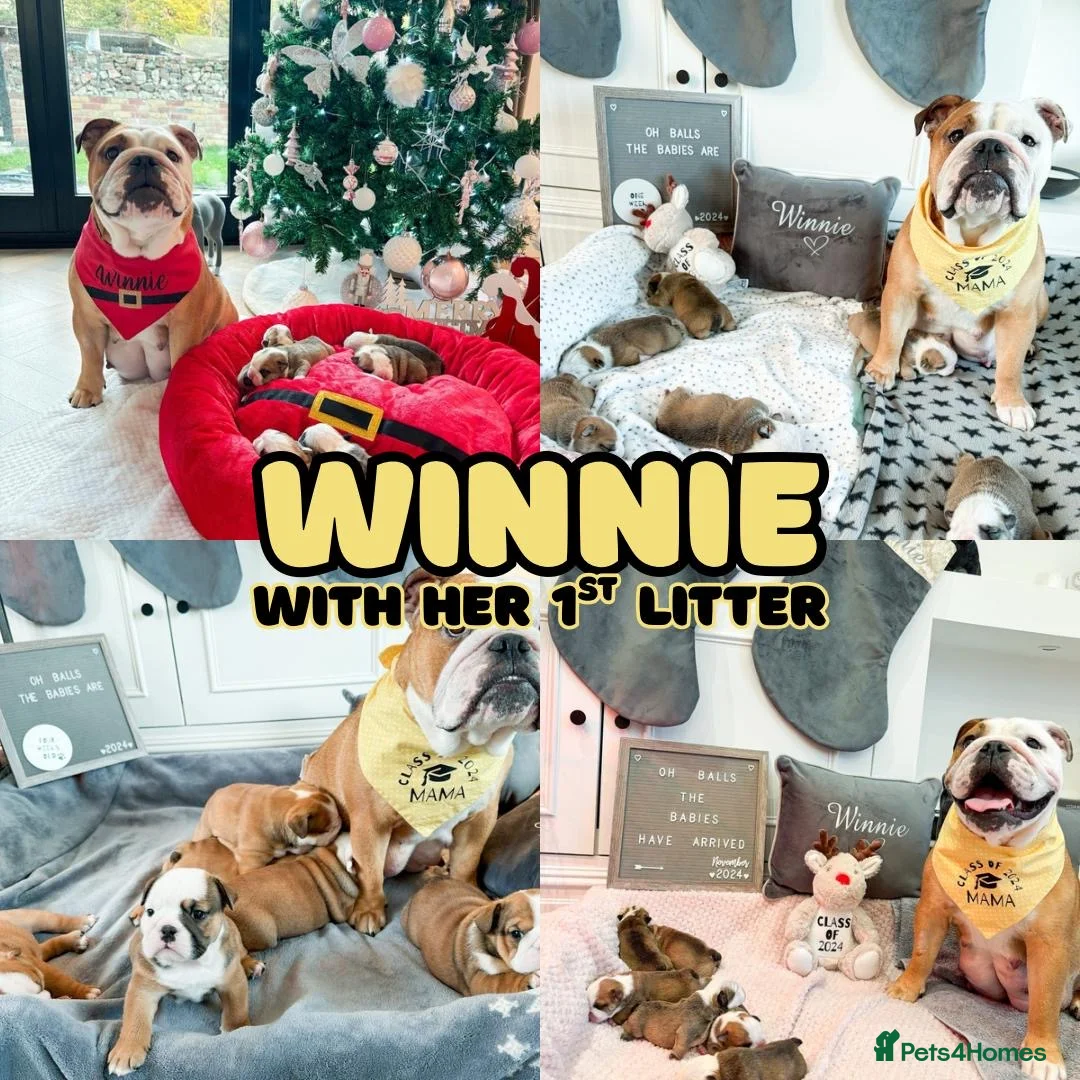 English Bulldog dogs for sale: English bulldogs waiting list due February  - Advert 2