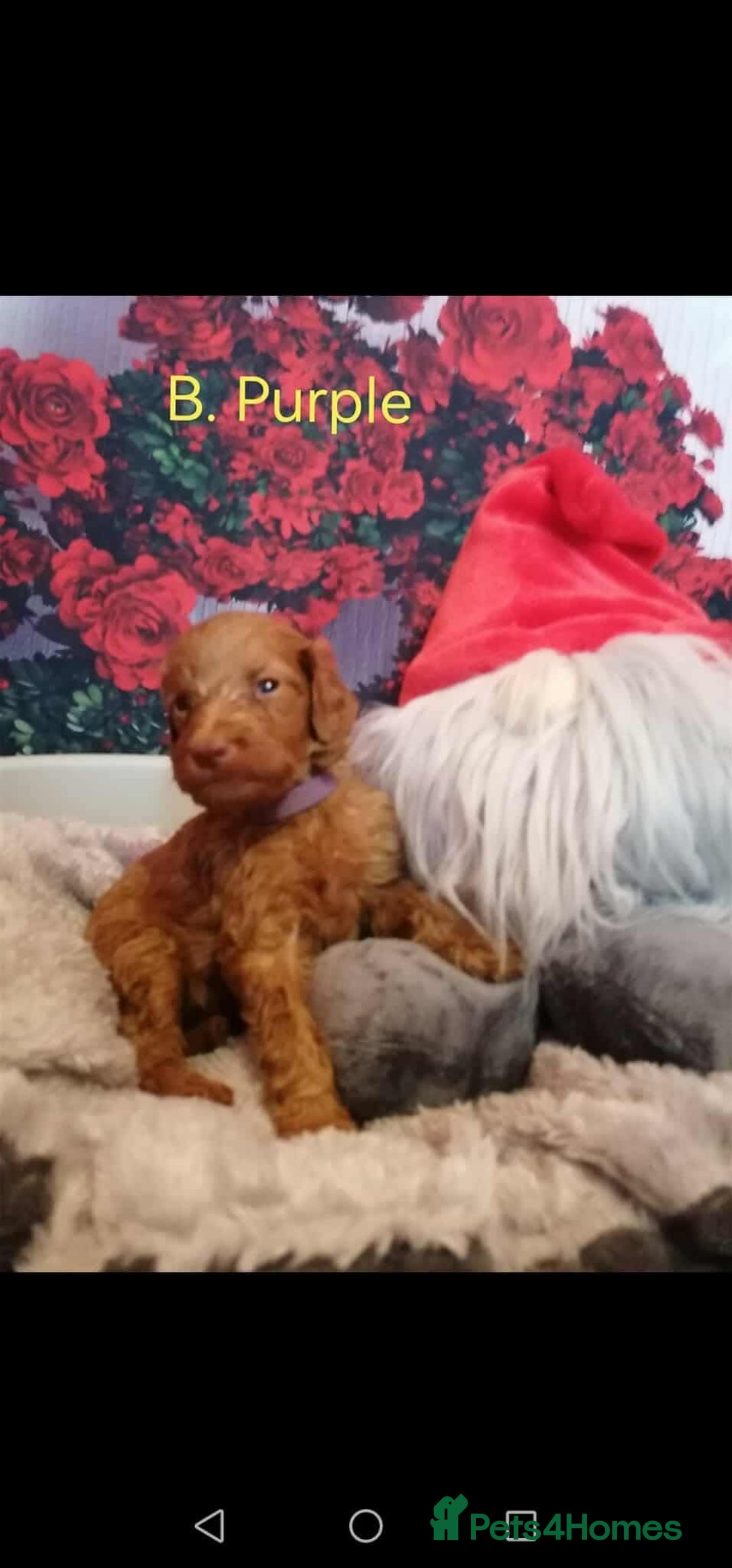 Mixed Breed dogs for sale: Stunning multigenerational golden Irish doodles  - Image 14