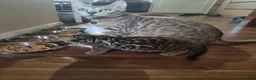 Bengal cats for sale: 3 adorable pedigrees bengal kitten  - Advert 2