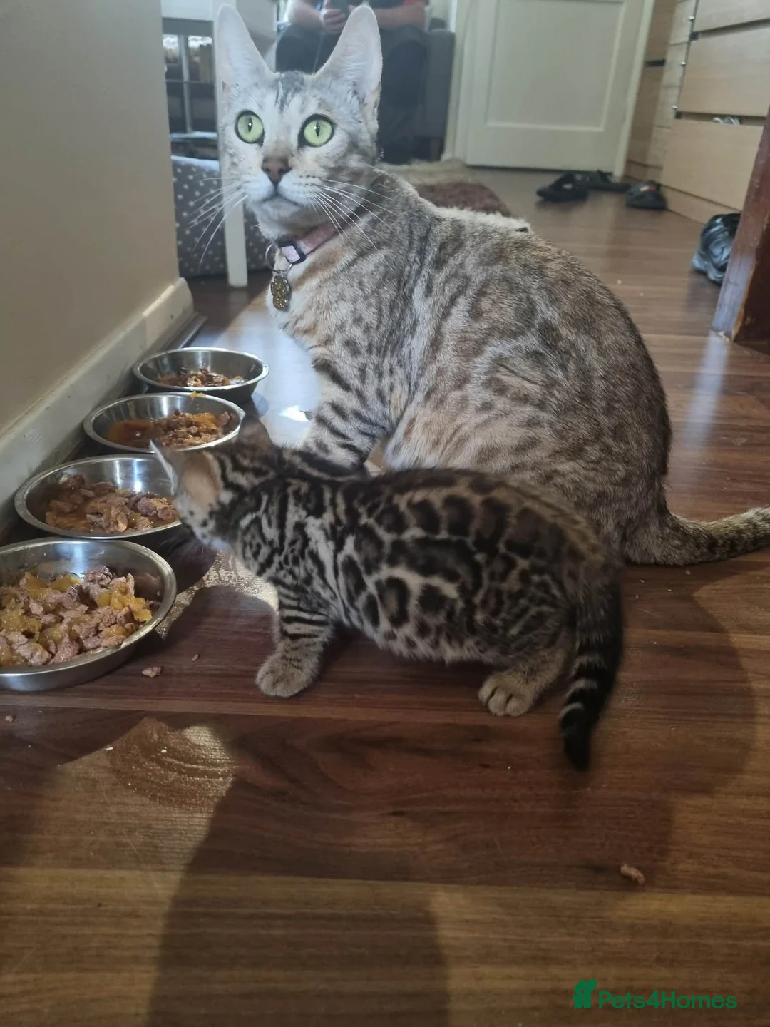 Bengal cats for sale: 3 adorable pedigrees bengal kitten  - Advert 2