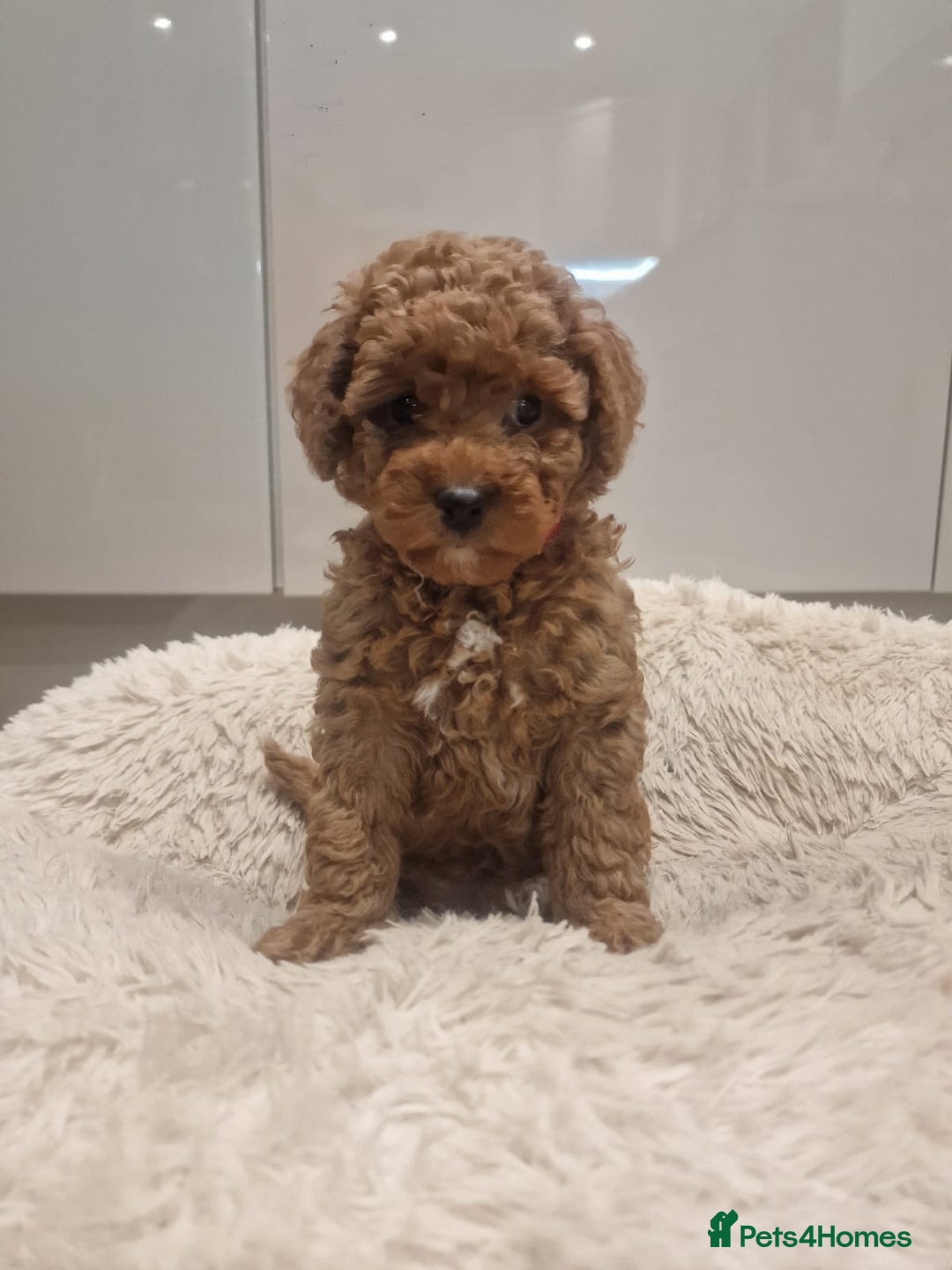 Cockapoo dogs for sale: 3 Gorgeous Apricot Cockapoo Puppies  - Advert 17