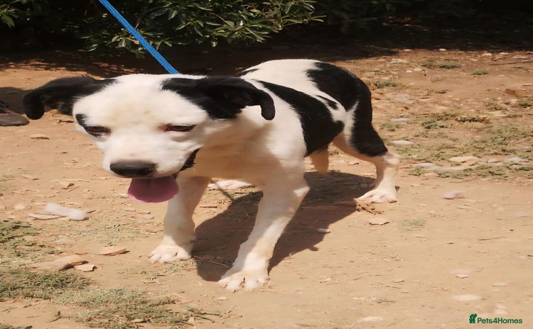 Mixed Breed dogs in Hengoed - Advert 17