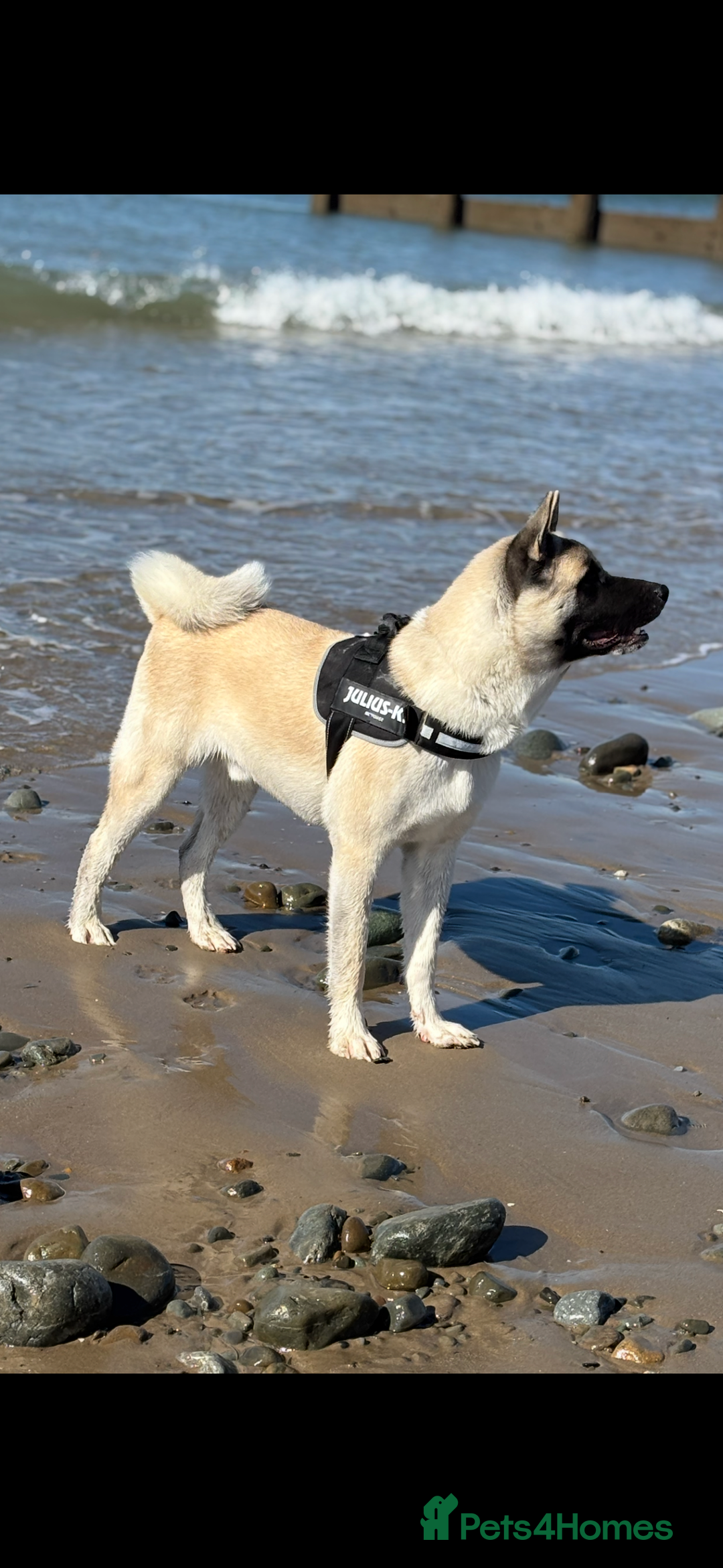 Mixed Breed dogs for sale: 11 month old American Akita x Japanese Akita  - Advert 2