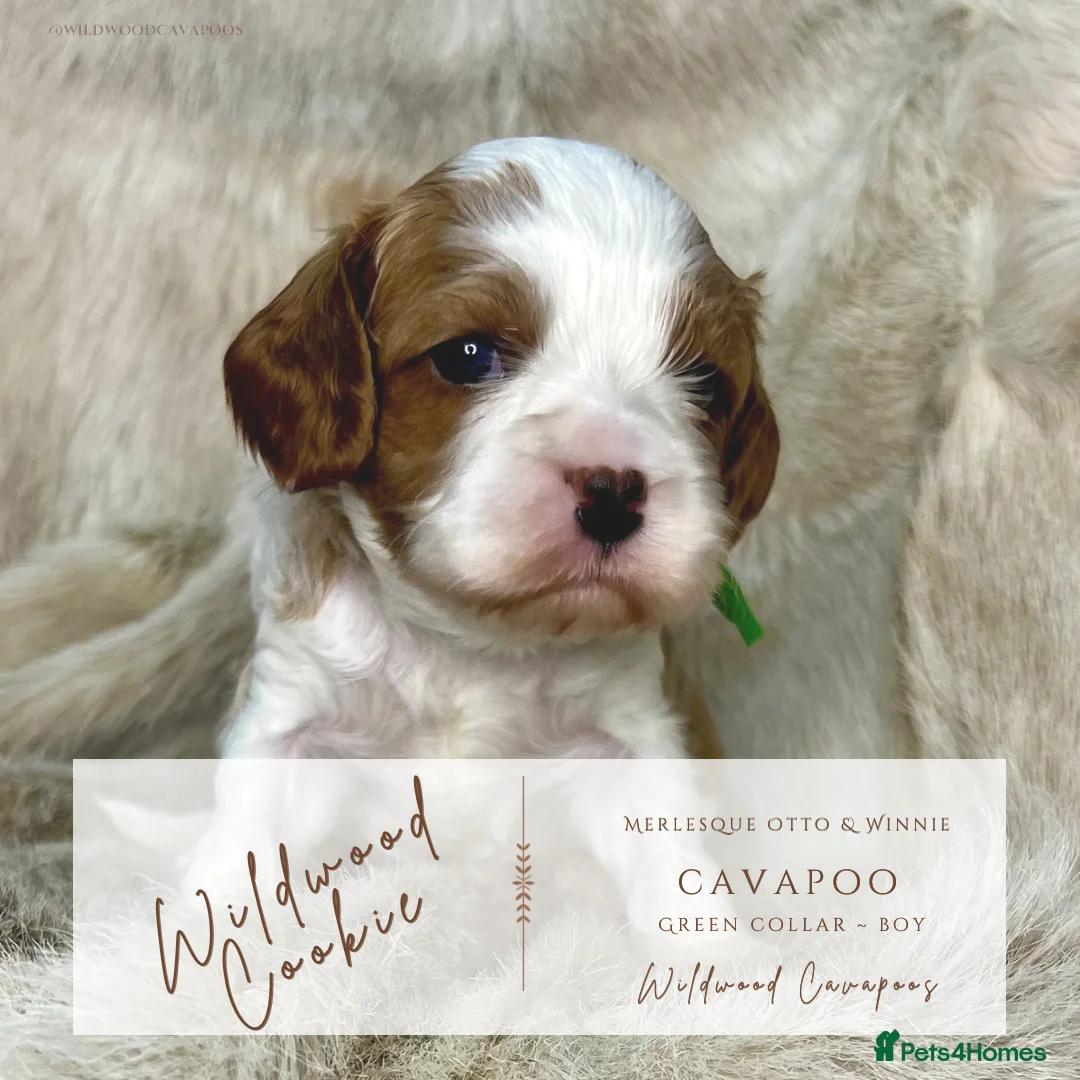 Cavapoo dogs for sale: 5 ⭐️ LICENSED BREEDER HEALTH TESTED F1b CAVAPOOS - Advert 4