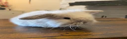 Mini Lop rabbits for sale: Exquisite Lilac Mini Lops - Advert 9
