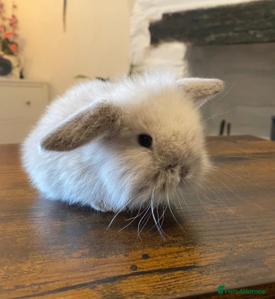 Mini Lop rabbits for sale: Exquisite Lilac Mini Lops - Advert 9