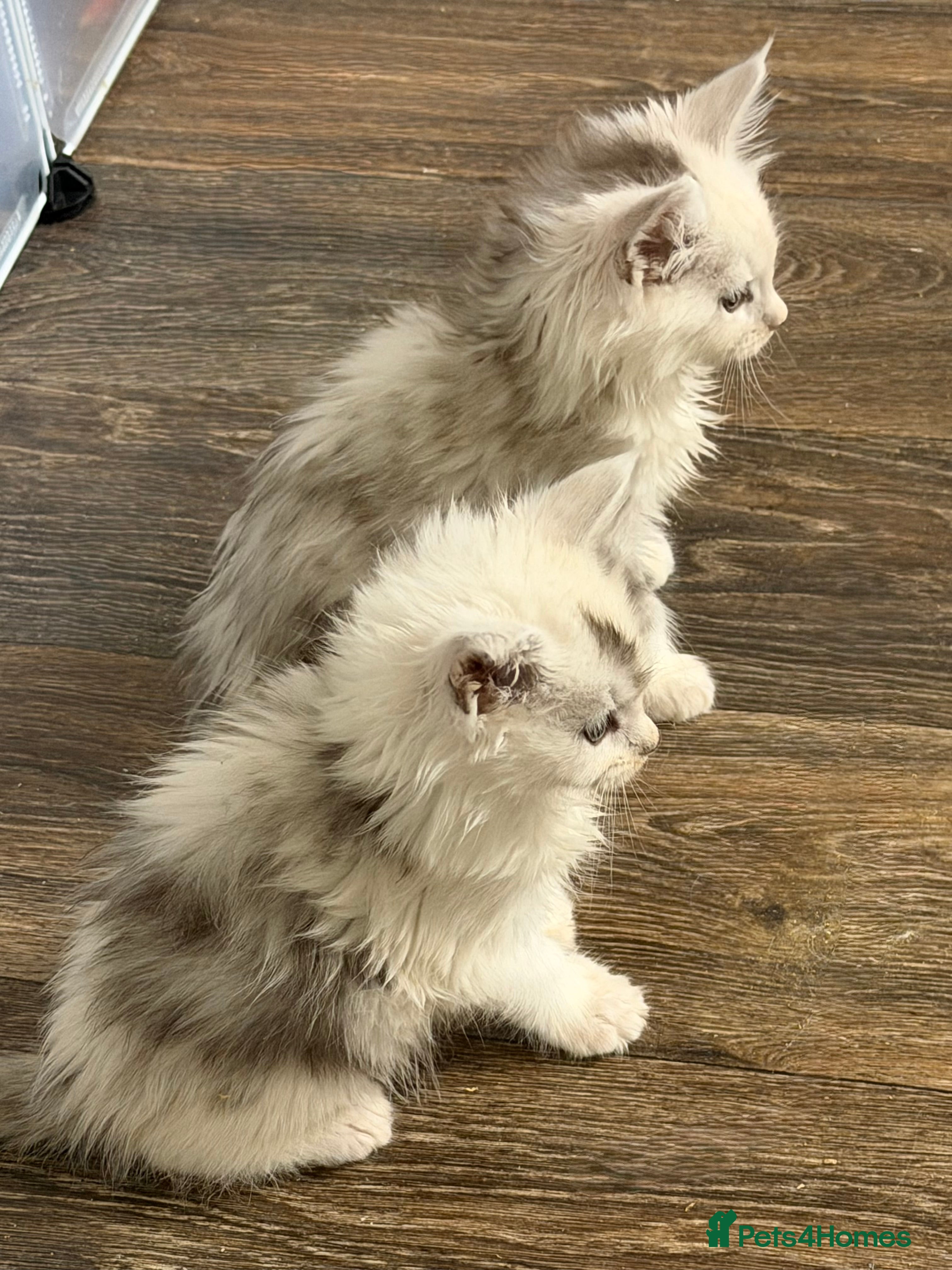 Maine Coon cats Poly Maine Coons Registered Neutered Vaccinated   - Advert 16