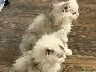 Maine Coon cats Poly Maine Coons Registered Neutered Vaccinated - Advert 16