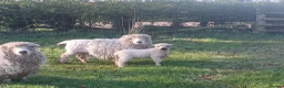 Sheep livestock for sale: In need of a loving home! - Advert 5