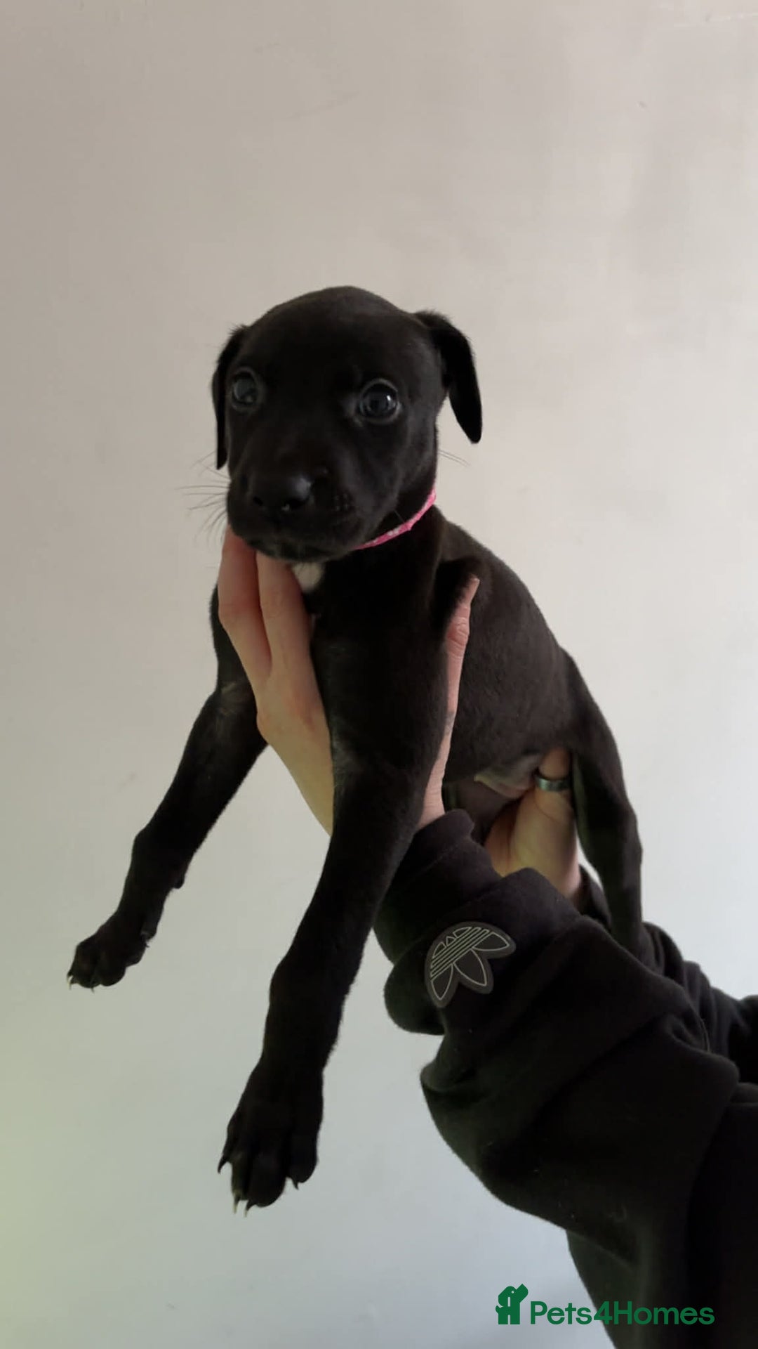 Lurcher dogs for sale: Saluki Bull Greyhound Puppies  - Advert 12