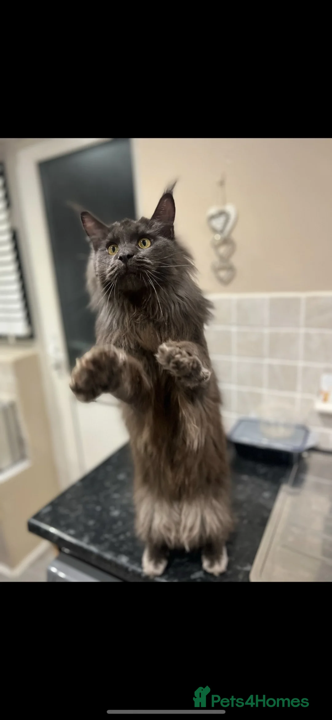 Maine Coon cats for sale: Chunky main coons 🩷🩷🩷💙 - Advert 36
