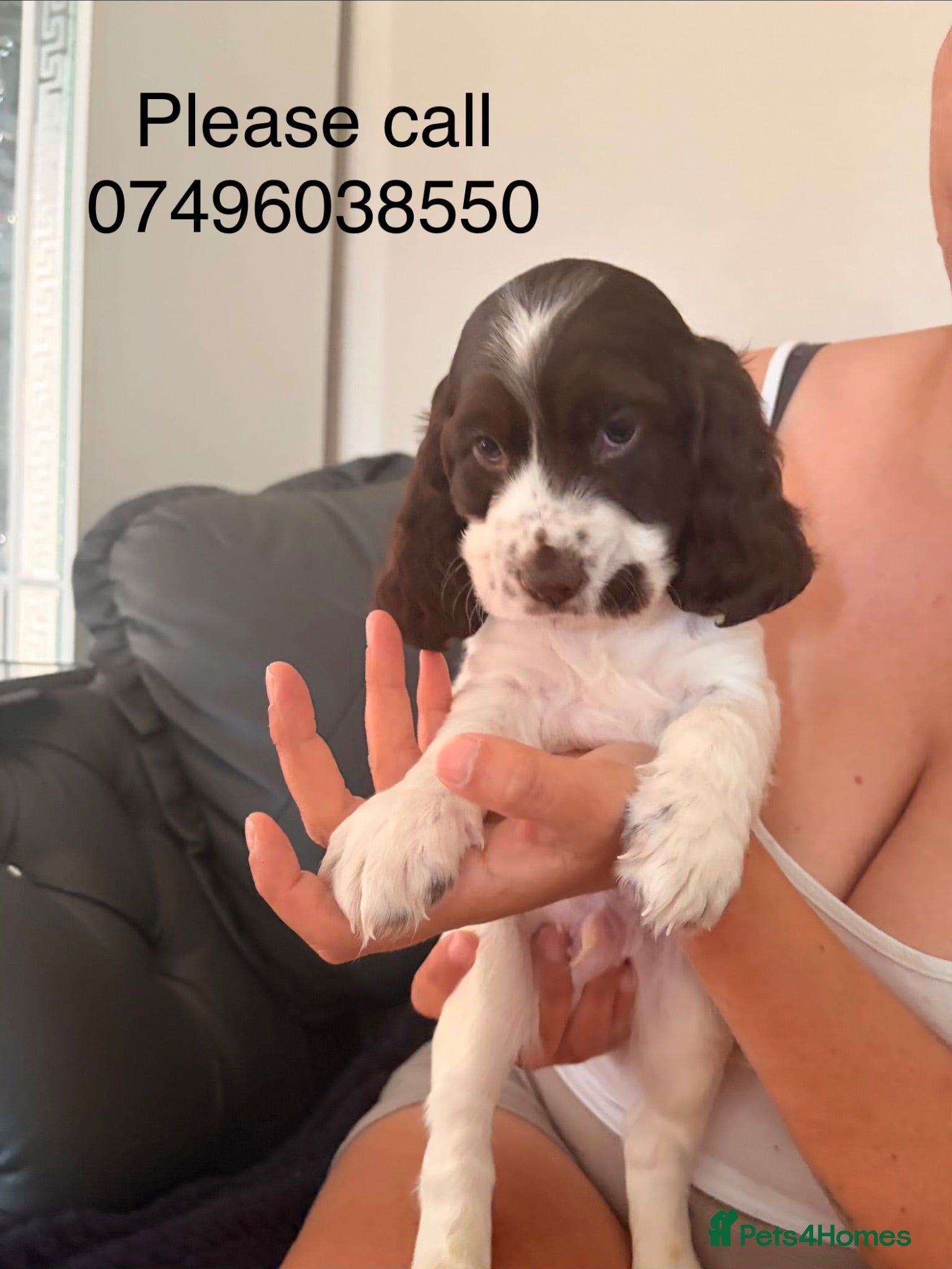 Cocker Spaniel dogs STUNNING KC REGISTERED COCKER SPANIEL PUPPIES   - Advert 14