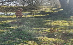 Golden Retriever dogs for sale: Absolutely stunning pedigree little boy  - Image 12